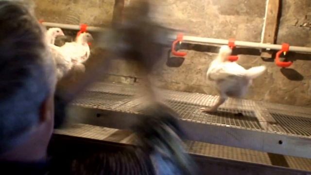 Росс 308, 35 дней - 2.1кг., переводим из брудера. смотреть онлайн