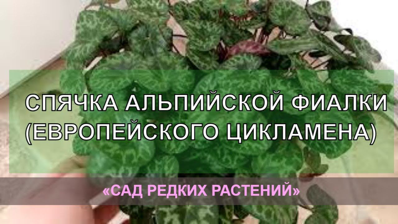 Спячка европейского цикламена \ альпийской фиалки. Что это такое?