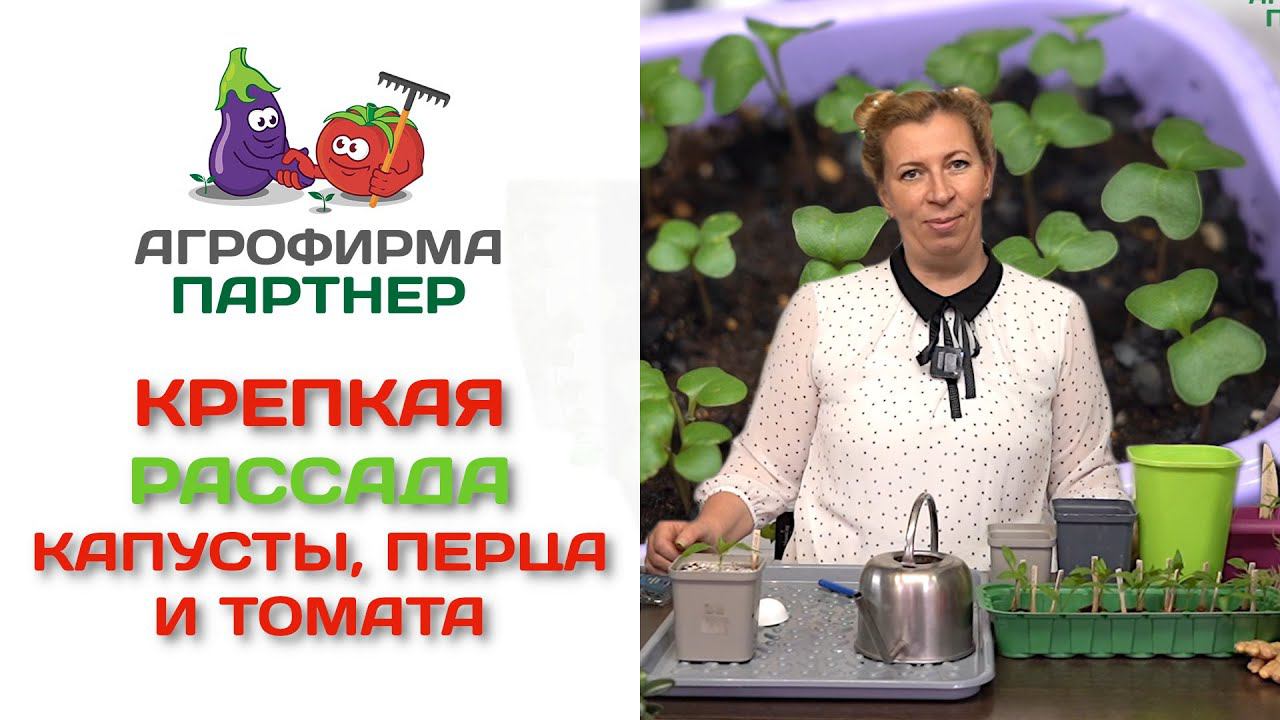 Крепкая рассада капусты, перца и томата. Практические советы