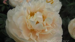 Кремовые и персиковые пионы. Сорта. (Cream and peach peonies. Varieties).