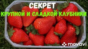 СЕКРЕТ КРУПНОЙ И СЛАДКОЙ КЛУБНИКИ///Рецепт