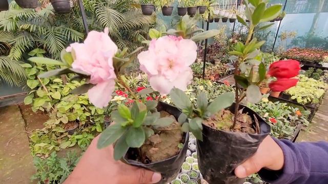 होलसेल रेट्स में मिलेंगे यहाँ पौधे, Cheapest plants nursery ambala india