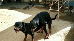 Rottweiler matting self matting