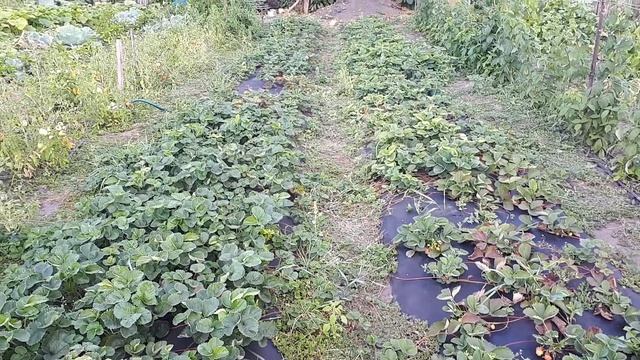 Что лучше агроспан или мульчирующая плёнка