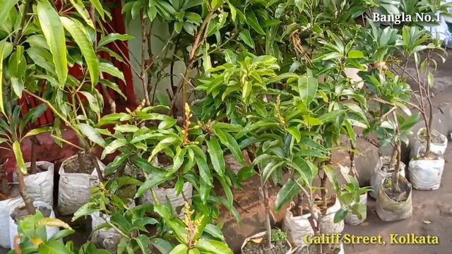 Tala Flower Plants Market At Galiff Street In Kolkata || Petunia, Rose, Jerbera, Hebiscus Flowers смотреть онлайн