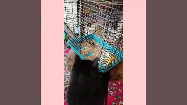 ЗНАКОМСТВО СТАРЫХ ЖИЛЬЦОВ С НОВИЧКОМ!♥️♥️♥️Очень позитивное и Смешное видео) /Family fantastic slim смотреть онлайн