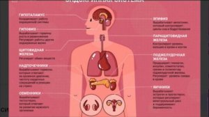 Эндокринная система. Исцеление. Эталон. #силавереска