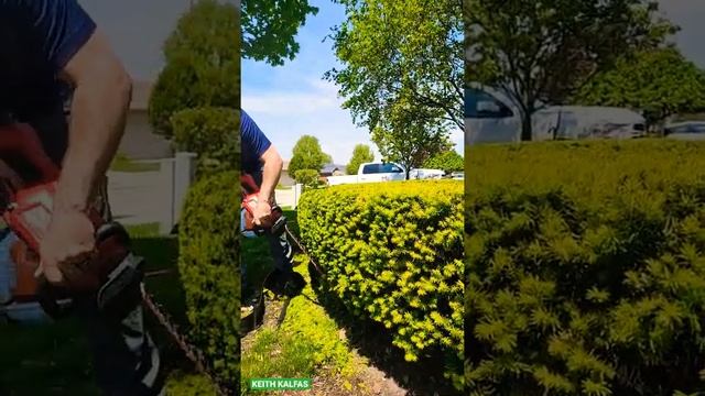 Smooth Shrub Trimming...So Satisfying