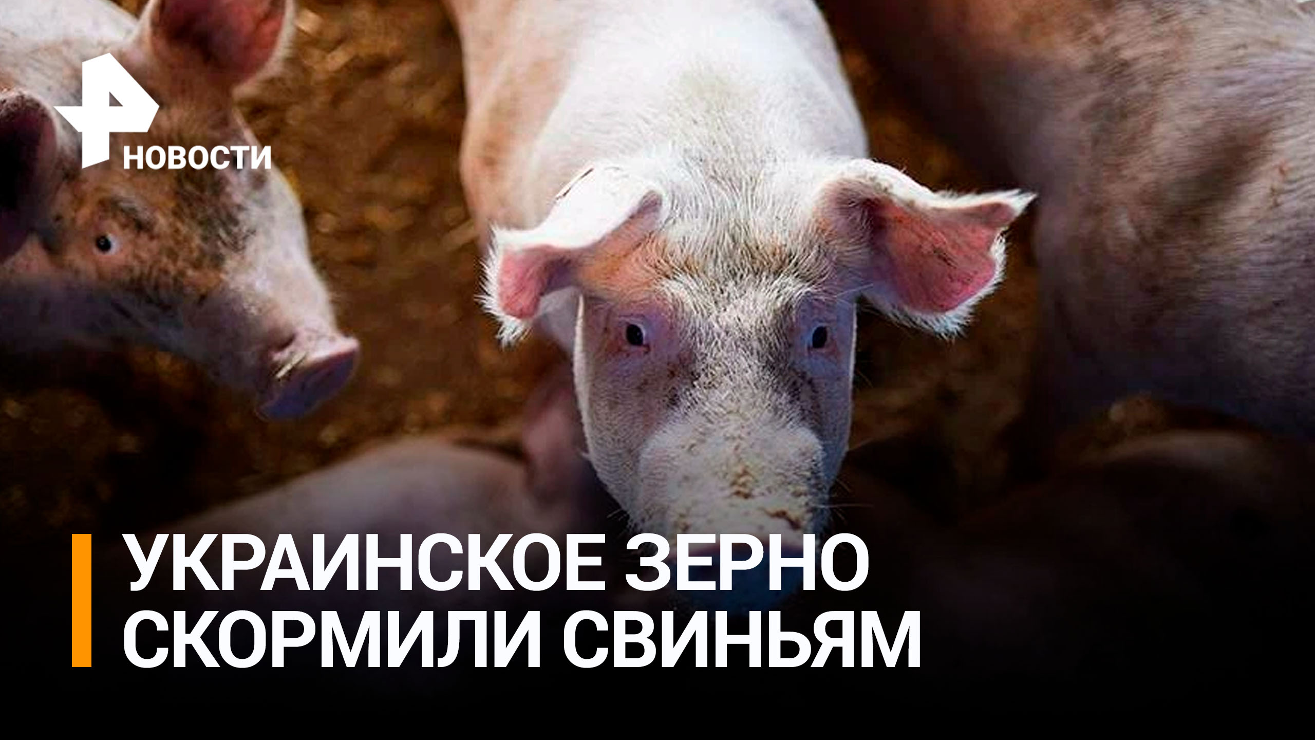 Украинское зерно вместо поставок в Африку скормили свиньям / РЕН Новости