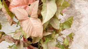 How to Care and Grow SYNGONIUM Plant.