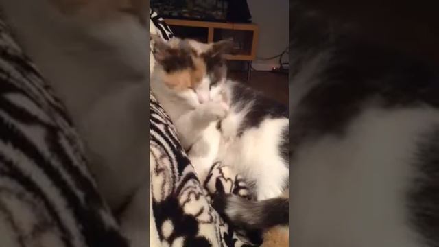 98.Наша Конфетка -действительно-ПОЛЕ чудес! смотреть онлайн