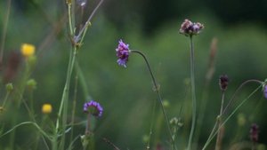 День и ночь... Съемка видео советскими объективами Гелиос (Helios) 44м и Индустар 61 л/з мс.
