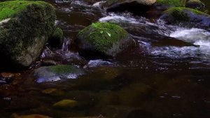 Титанобоа вымерла, но не забыта. Самые огромные хищные змеи, древние животные