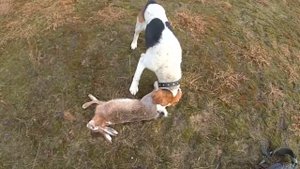 охота на зайца с  гончими