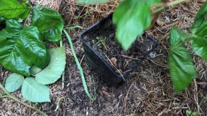 Результаты укоренения верхушек ежемалины Логанберри