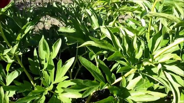 Рубра Плена, ранній видовий піон