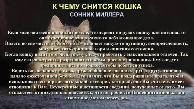 К чему снится кошка. Сонник Миллера. Толкование снов. смотреть онлайн