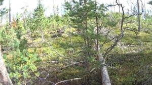 Тихая охота за грибами в районе Сосново, Ленобласть