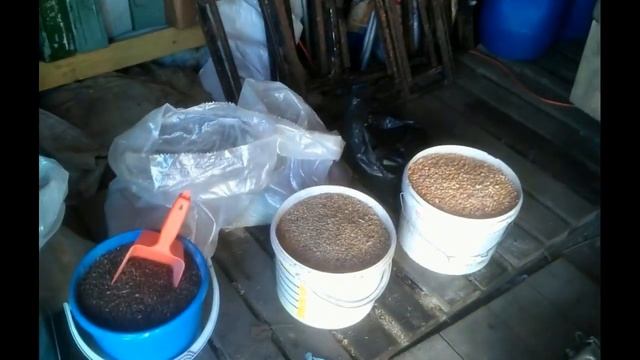 Рацион месячных цыплят Кремового Легбара/Cream Legbar monthly chickens ration смотреть онлайн