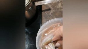 53с. Мамулечка готовит дома.Пелядь (сырок) пряного посола. 26.10.2022 г..mp4