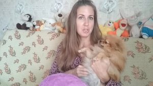 Как определить беременна ли собака, определяем беременность у шпица