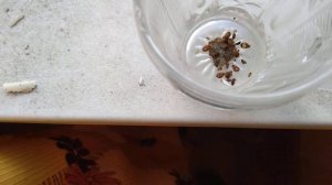 Шершавый снаружи, и гладкий внутри стакан - ловушка для клопов.