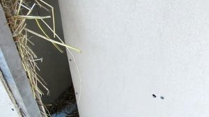 Самый дешевый и теплый сарай.