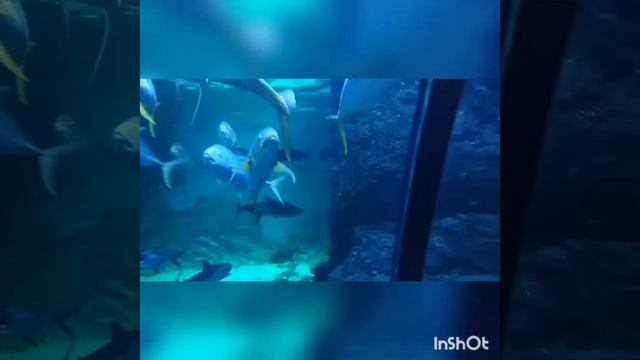 Океанариум ТРЦ Рио смотреть онлайн