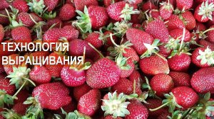 Технология выращивания земляники на клубничной ферме Лесниченко