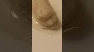 после этого эксперимента вы будете знать то что мел впитывает в себя жидкости