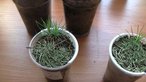 Как вырастить сосну. Соснам два месяца. Часть 4.