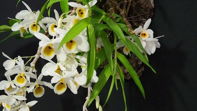 Dendrobium bensoniae 벤소니에 смотреть онлайн