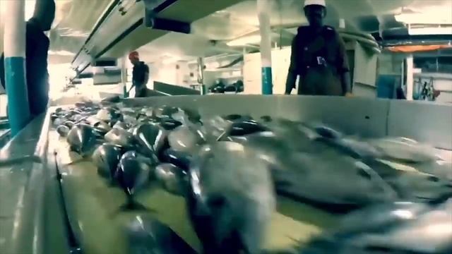 Ролик Биоразнообразие смотреть онлайн