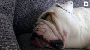Бульдог храпит как трактор