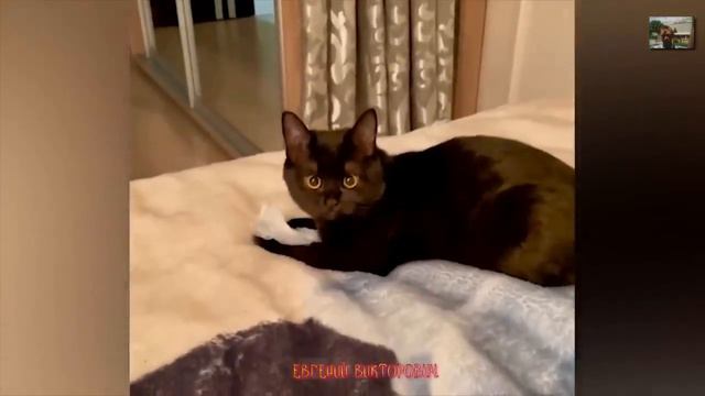 Приколы с животными 20 июня 2023 года смотреть онлайн