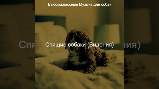 Созерцая Спящие собаки