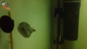 Что за зверь тетрадон фахака? Tetraodon lineatus, иглобрюх, нильский тетрадон