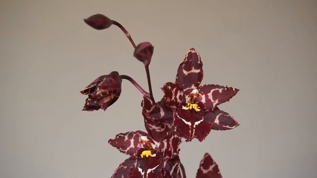 Запоздалый майский обзор цветущих орхидей смотреть онлайн