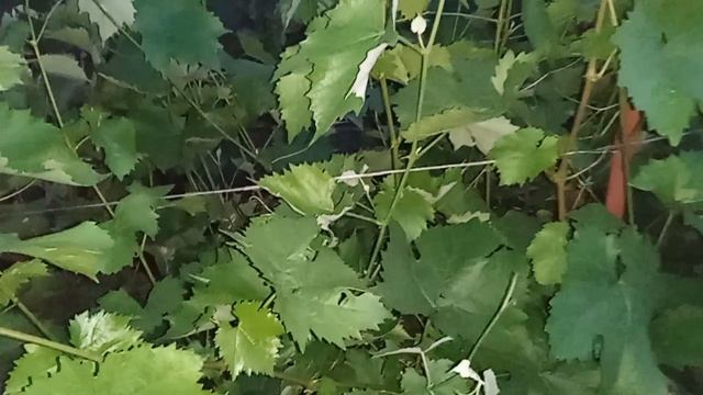 Виноград в Кузбассе. Отцвёл. Не все сорта. смотреть онлайн