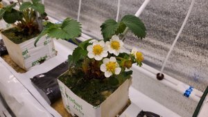 СЕНСАЦИЯ ЗАЦВЕЛА НА 3 НЕДЕЛЕ // КУБИК ПРИРОС К МАТУ