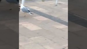 Чайка ест голубя!!!