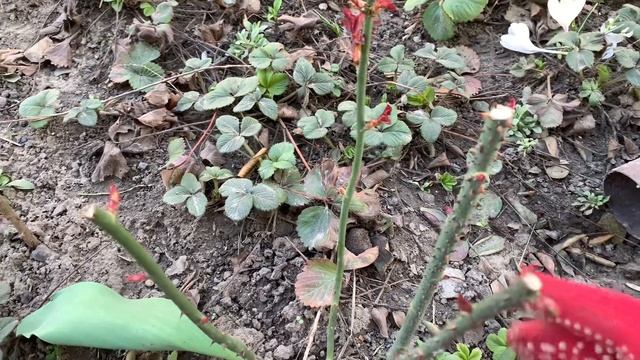 Садим розы! В Киеве карантин, появилось время заняться розами. смотреть онлайн