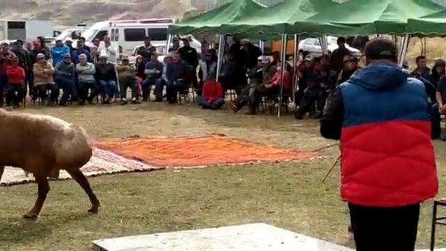 Барашки KZ смотреть онлайн