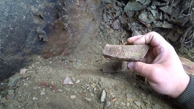 №30 Окаменелости. В поисках чешуйчатых растений
