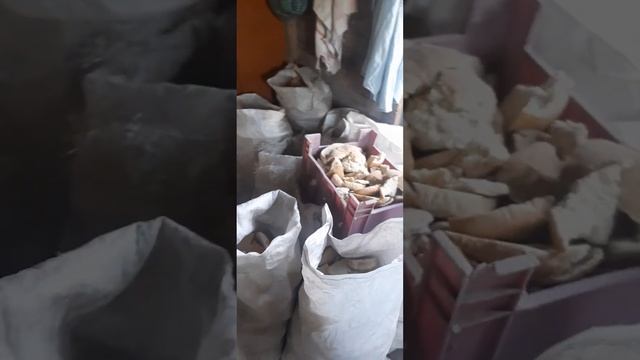 Куры едят хлеб. Можно курам давать хлеб. #хлеб #куры  #шипуны #индюшата #сухари #комбикорм смотреть онлайн