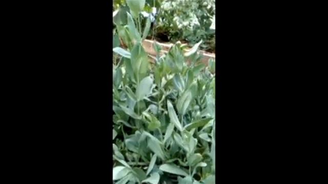 Дыни, арбузы, огурцы в теплице. Матвеева Оксана