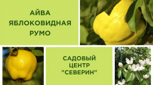 АЙВА ЯБЛОКОВИДНАЯ РУМО