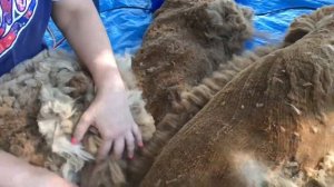 Стрижка альпака на миниферме Пронино