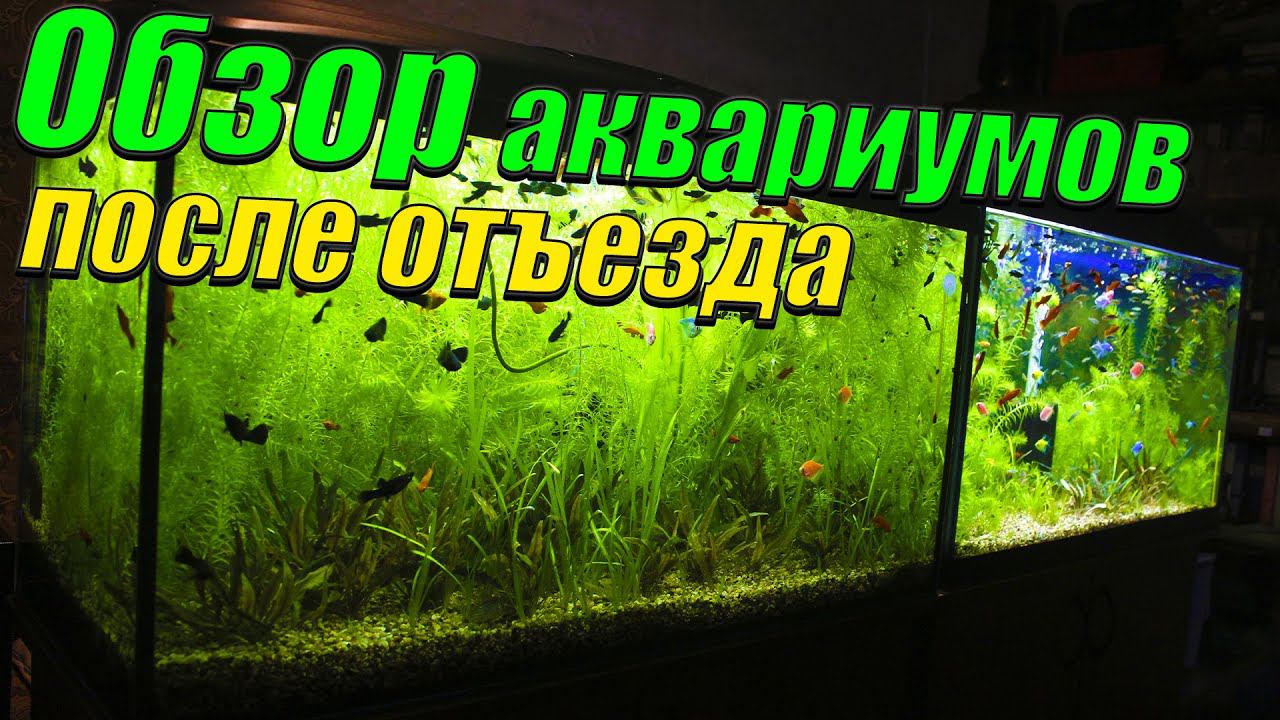 Обзор аквариумов на рыборазводне после отъезда.