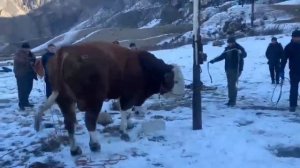 Одни из лучших  быков в России находятся  в Дагестане 730кг мясом